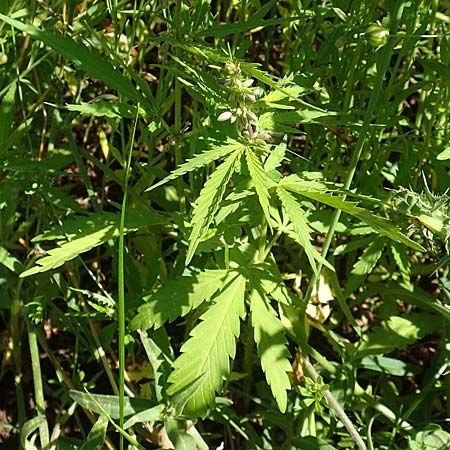 Cannabis sativa var. spontanea \ Wilder Hanf / Wild Hemp, A Weikersdorf am Steinfeld 2.7.2020