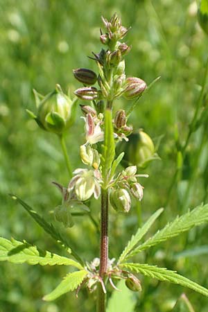 Cannabis sativa var. spontanea \ Wilder Hanf / Wild Hemp, A Weikersdorf am Steinfeld 2.7.2020