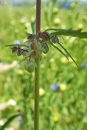 Cannabis sativa var. spontanea \ Wilder Hanf / Wild Hemp, A Weikersdorf am Steinfeld 2.7.2020