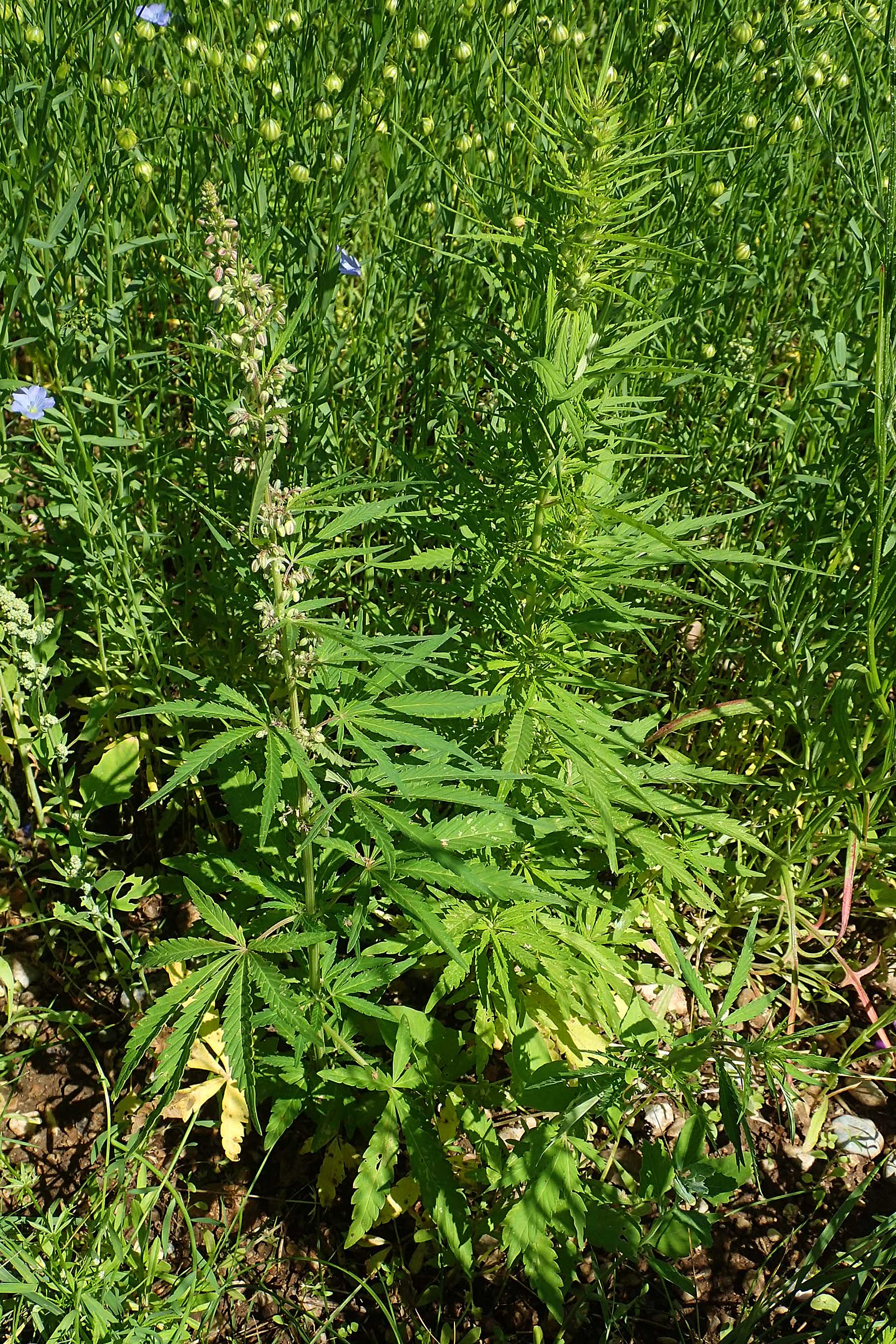 Cannabis sativa var. spontanea \ Wilder Hanf / Wild Hemp, A Weikersdorf am Steinfeld 2.7.2020
