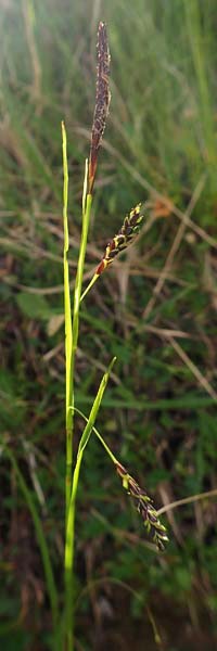 Carex ferruginea \ Rost-Segge / Rusty Sedge, A Dachstein, Auretskar 7.7.2020