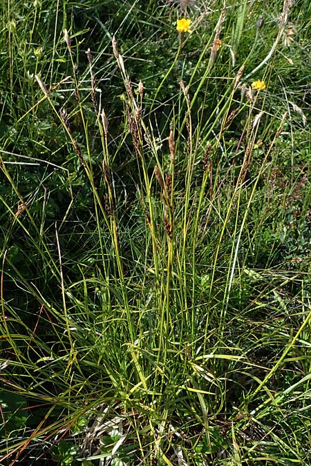 Carex sempervirens \ Horst-Segge, Immergrne Segge / Evergreen Sedge, A Wölzer Tauern, Kleiner Zinken 24.7.2021