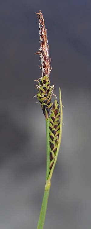 Carex nigra s.l. \ Braune Segge / Common Sedge, A Niedere Tauern, S&ouml;lk-Pass 26.7.2021