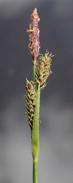 Carex nigra s.l. \ Braune Segge / Common Sedge, A Niedere Tauern, S&ouml;lk-Pass 26.7.2021