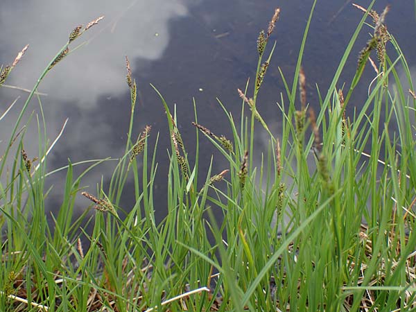 Carex nigra s.l. \ Braune Segge / Common Sedge, A Niedere Tauern, S&ouml;lk-Pass 26.7.2021