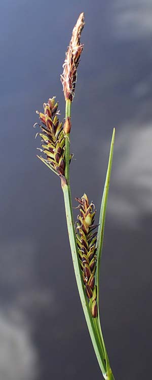 Carex nigra s.l. \ Braune Segge / Common Sedge, A Niedere Tauern, S&ouml;lk-Pass 26.7.2021