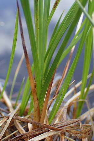 Carex nigra s.l. \ Braune Segge / Common Sedge, A Niedere Tauern, S&ouml;lk-Pass 26.7.2021
