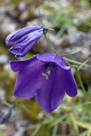 Campanula scheuchzeri \ Scheuchzers Glockenblume / Scheuchzer's Bellflower, A Niedere Tauern, Sölk-Pass 26.7.2021