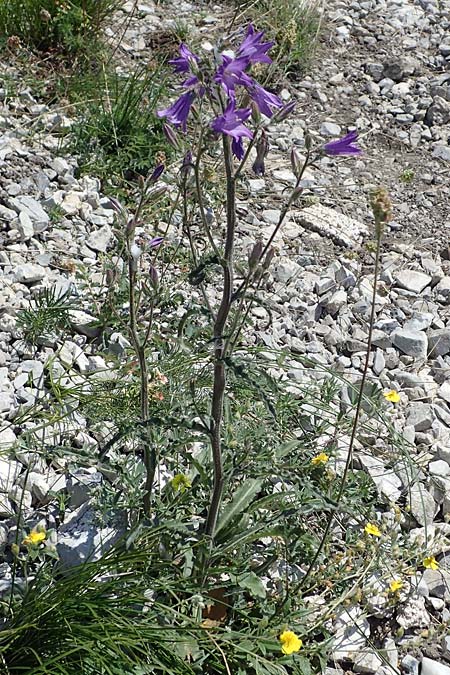 Campanula sibirica \ Sibirische Glockenblume / Siberian Bellflower, A Hainburg 14.5.2022