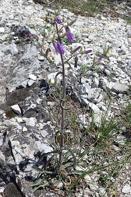 Campanula sibirica \ Sibirische Glockenblume / Siberian Bellflower, A Hainburg 14.5.2022