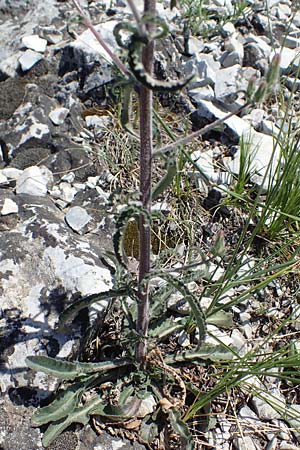 Campanula sibirica \ Sibirische Glockenblume / Siberian Bellflower, A Hainburg 14.5.2022