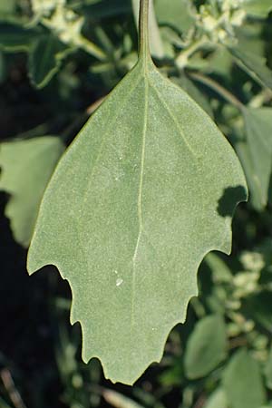 Chenopodium suecicum \ Grner Gnsefu, Schwedischer Gnsefu / Swedish Goosefoot, A Seewinkel, Podersdorf 22.9.2022