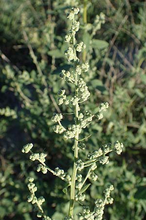Chenopodium suecicum \ Grner Gnsefu, Schwedischer Gnsefu / Swedish Goosefoot, A Seewinkel, Podersdorf 22.9.2022
