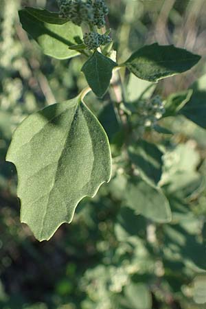 Chenopodium suecicum \ Grner Gnsefu, Schwedischer Gnsefu / Swedish Goosefoot, A Seewinkel, Podersdorf 22.9.2022