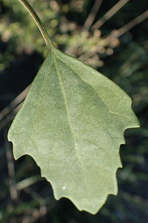 Chenopodium suecicum \ Grner Gnsefu, Schwedischer Gnsefu / Swedish Goosefoot, A Seewinkel, Podersdorf 22.9.2022