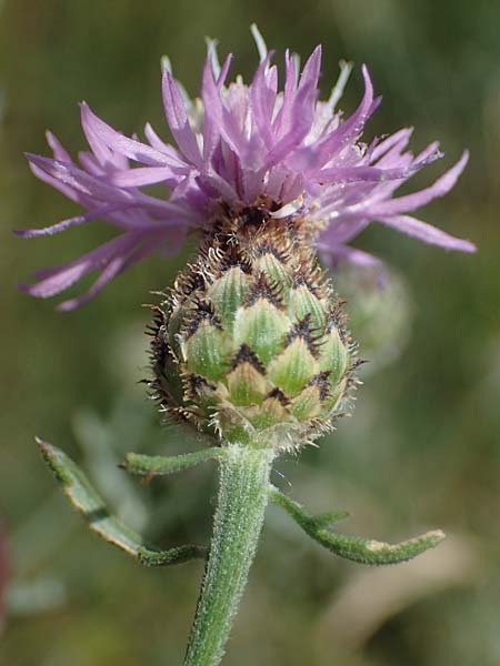 Centaurea stoebe \ Rispen-Flockenblume / Panicled Knapweed, A Hainburg 8.7.2023