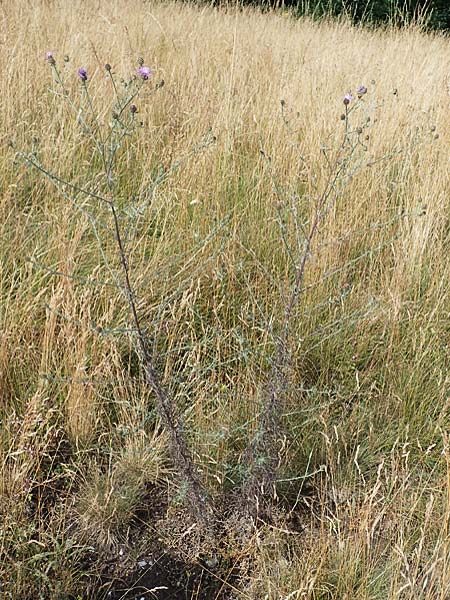 Centaurea stoebe \ Rispen-Flockenblume / Panicled Knapweed, A Hainburg 8.7.2023