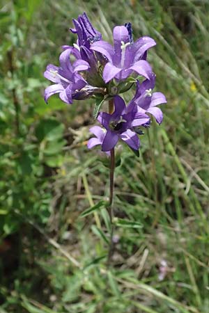 Campanula sibirica \ Sibirische Glockenblume / Siberian Bellflower, A Breitenbrunn 12.7.2023