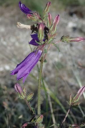 Campanula sibirica \ Sibirische Glockenblume / Siberian Bellflower, A Hainburg 10.5.2025