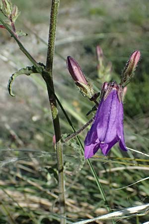 Campanula sibirica \ Sibirische Glockenblume / Siberian Bellflower, A Hainburg 10.5.2025