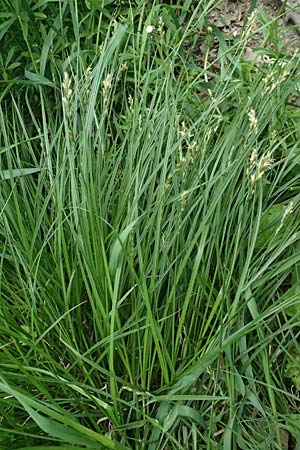 Carex spicata \ Stachel-Segge, Korkfrchtige Segge / Spicate Sedge, Prickly Sedge, A Hollabrunn 11.5.2025