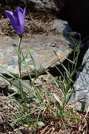 Campanula scheuchzeri \ Scheuchzers Glockenblume / Scheuchzer's Bellflower, A Kolm Saigurn 2.7.2025