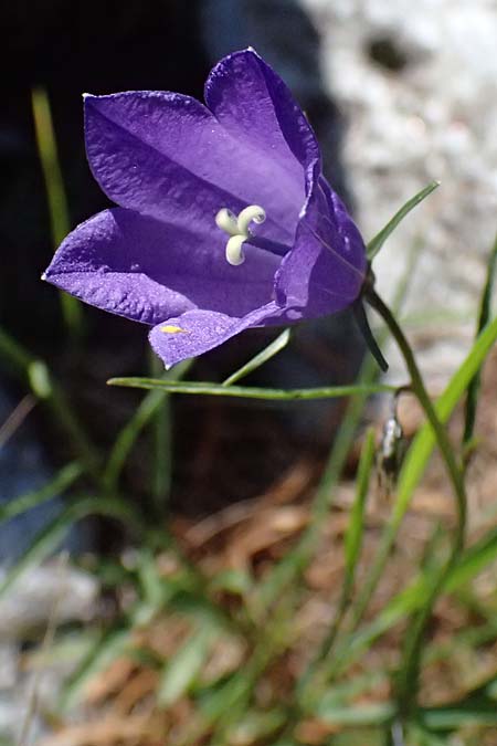 Campanula scheuchzeri \ Scheuchzers Glockenblume / Scheuchzer's Bellflower, A Kolm Saigurn 2.7.2025