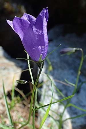 Campanula scheuchzeri \ Scheuchzers Glockenblume / Scheuchzer's Bellflower, A Kolm Saigurn 2.7.2025