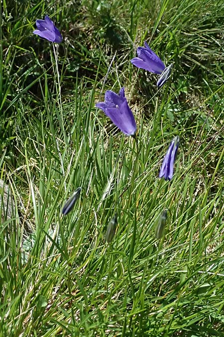 Campanula scheuchzeri \ Scheuchzers Glockenblume / Scheuchzer's Bellflower, A Kolm Saigurn 2.7.2025