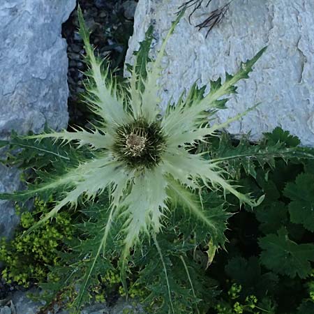 Cirsium spinosissimum \ Stachelige Kratzdistel / Spiniest Thistle, A Großglockner 11.8.2025