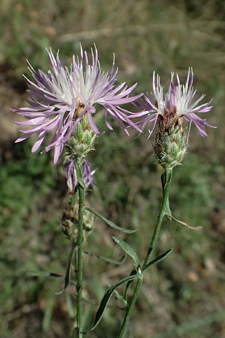 Centaurea stoebe \ Rispen-Flockenblume / Panicled Knapweed, A Bisamberg 12.8.2025