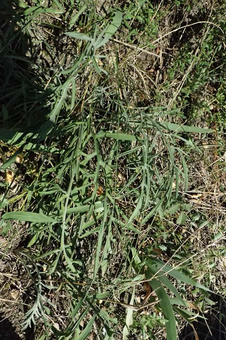 Centaurea stoebe \ Rispen-Flockenblume / Panicled Knapweed, A Bisamberg 12.8.2025