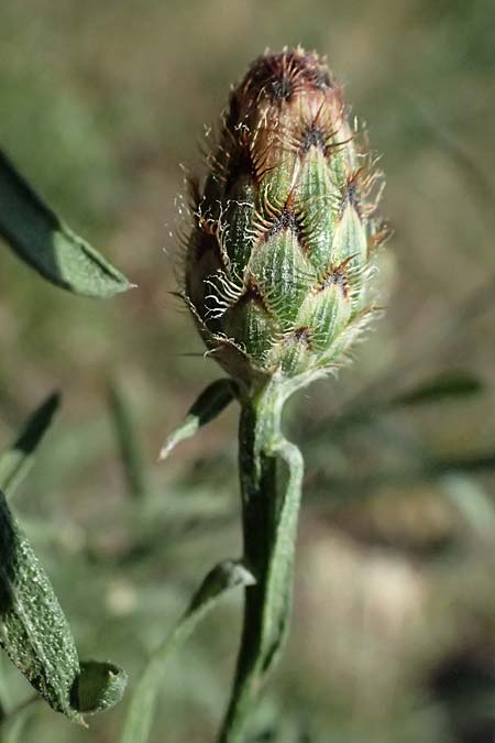 Centaurea stoebe \ Rispen-Flockenblume / Panicled Knapweed, A Bisamberg 12.8.2025