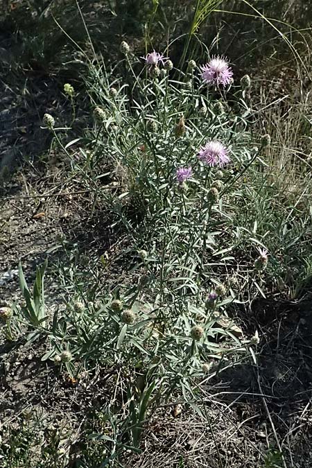 Centaurea stoebe \ Rispen-Flockenblume / Panicled Knapweed, A Bisamberg 12.8.2025