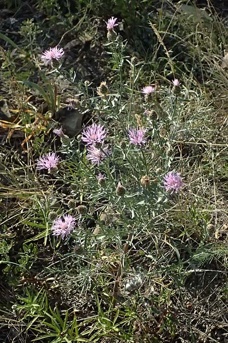 Centaurea stoebe \ Rispen-Flockenblume / Panicled Knapweed, A Bisamberg 12.8.2025