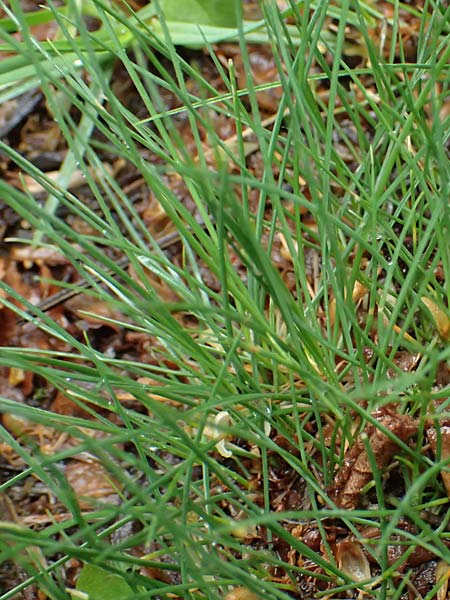 Carex stenophylla / Involute-Leaved Sedge, A Wien-Stammersdorf 13.6.2026