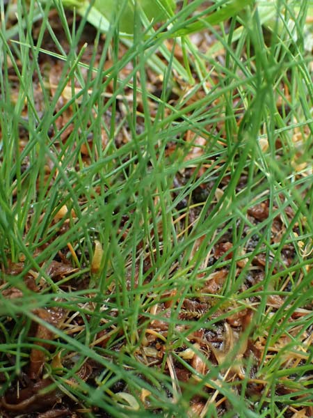 Carex stenophylla / Involute-Leaved Sedge, A Wien-Stammersdorf 13.6.2026