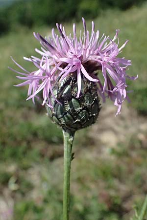 Centaurea scabiosa \ Skabiosen-Flockenblume / Greater Knapweed, A Hainburg 13.6.2026