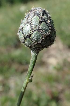 Centaurea scabiosa \ Skabiosen-Flockenblume / Greater Knapweed, A Hainburg 13.6.2026