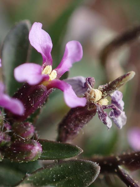 Chorispora tenella \ Zarte Rettichlevkoje / Crossflower, A Wien-Floridsdorf 2.4.2023