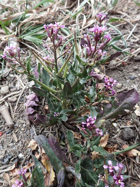 Chorispora tenella \ Zarte Rettichlevkoje / Crossflower, A Wien-Floridsdorf 2.4.2023