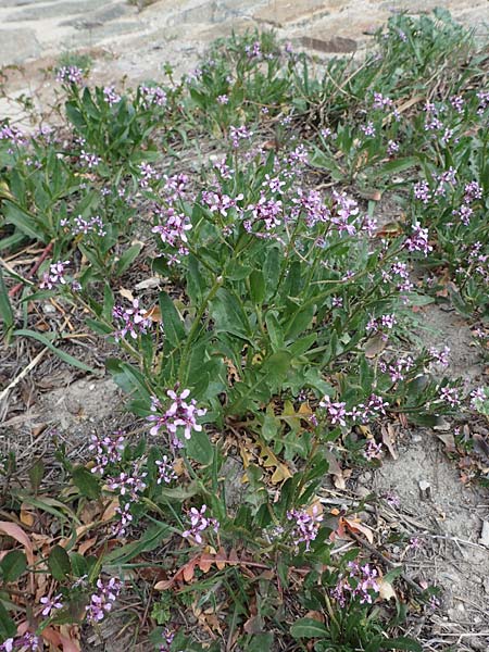 Chorispora tenella \ Zarte Rettichlevkoje / Crossflower, A Wien-Floridsdorf 2.4.2023