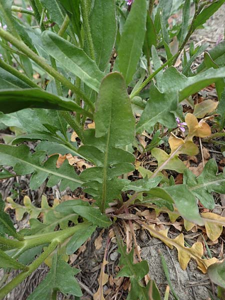 Chorispora tenella \ Zarte Rettichlevkoje / Crossflower, A Wien-Floridsdorf 2.4.2023