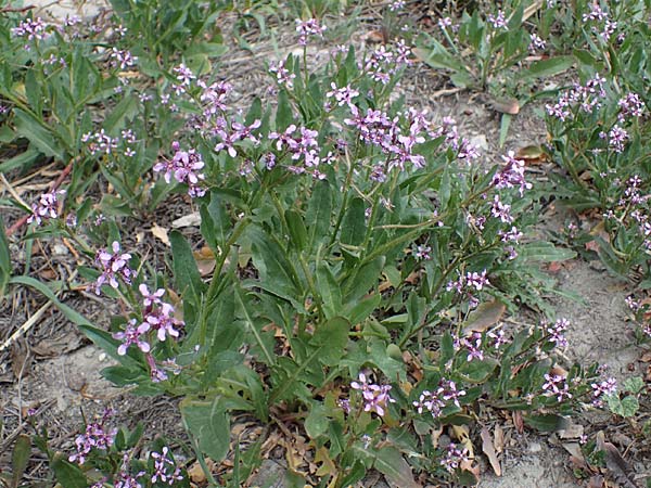Chorispora tenella \ Zarte Rettichlevkoje / Crossflower, A Wien-Floridsdorf 2.4.2023