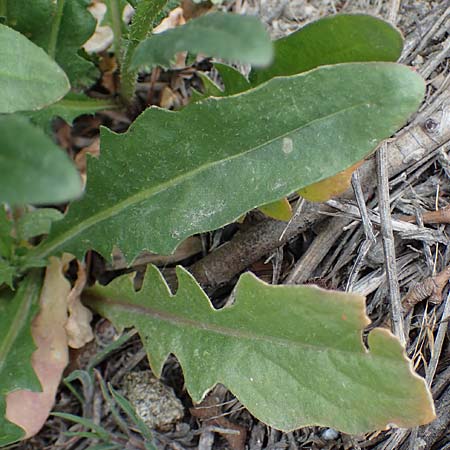Chorispora tenella \ Zarte Rettichlevkoje / Crossflower, A Wien-Floridsdorf 2.4.2023