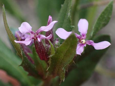 Chorispora tenella \ Zarte Rettichlevkoje / Crossflower, A Wien-Floridsdorf 2.4.2023