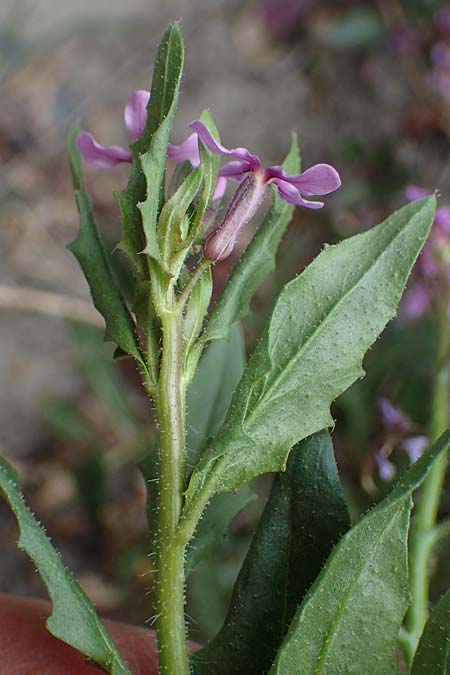Chorispora tenella \ Zarte Rettichlevkoje / Crossflower, A Wien-Floridsdorf 2.4.2023