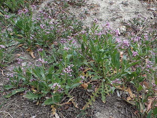 Chorispora tenella \ Zarte Rettichlevkoje / Crossflower, A Wien-Floridsdorf 2.4.2023