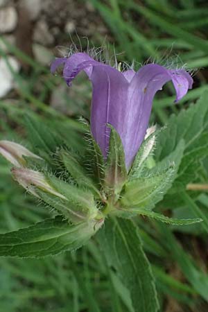 Campanula trachelium \ Nesselblttrige Glockenblume / Nettle-Leaved Bellflower, A Palfau 8.7.2024
