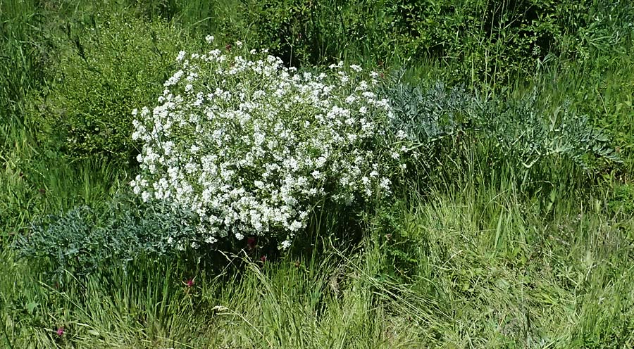 Crambe tataria \ Tatorjan-Meerkohl, Tataren-Meerkohl / Tartar Kale, A Ottenthal 11.5.2025